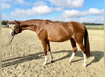 Zangersheide, Klacz, 5 lat, 170 cm, Kasztanowata