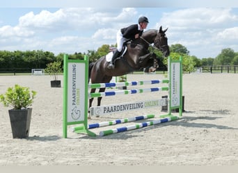 Zangersheide, Klacz, 5 lat, 172 cm, Kara