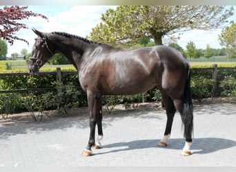Zangersheide, Klacz, 5 lat, 172 cm, Kara