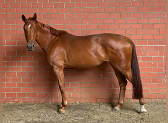 Zangersheide, Klacz, 5 lat, 172 cm, Kasztanowata