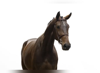 Zangersheide, Klacz, 5 lat, 174 cm, Gniada