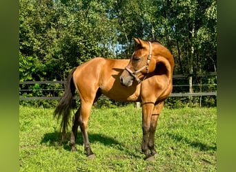 Zangersheide, Klacz, 6 lat, 156 cm, Gniada