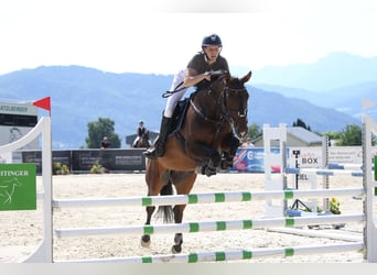 Zangersheide, Klacz, 6 lat, 158 cm, Gniada