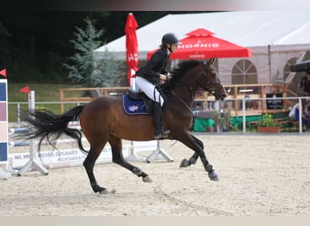 Zangersheide, Klacz, 6 lat, 158 cm, Gniada