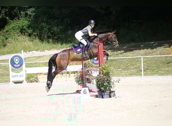 Zangersheide, Klacz, 6 lat, 158 cm, Gniada