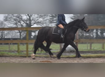 Zangersheide, Klacz, 6 lat, 160 cm, Ciemnogniada