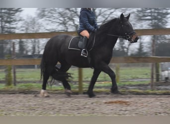 Zangersheide, Klacz, 6 lat, 160 cm, Ciemnogniada