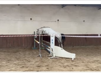 Zangersheide, Klacz, 6 lat, 162 cm, Siwa