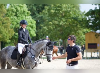 Zangersheide, Klacz, 6 lat, 162 cm, Siwa