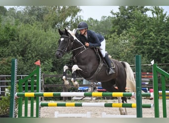 Zangersheide, Klacz, 6 lat, 162 cm, Tobiano wszelkich maści