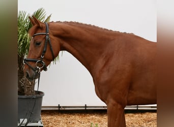 Zangersheide, Klacz, 6 lat, 163 cm, Kasztanowata