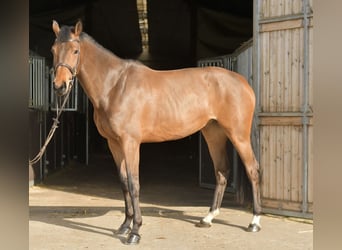 Zangersheide, Klacz, 6 lat, 165 cm, Gniada