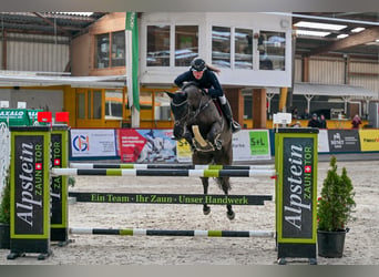 Zangersheide, Klacz, 6 lat, 166 cm, Kara