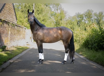 Zangersheide, Klacz, 6 lat, 166 cm, Skarogniada