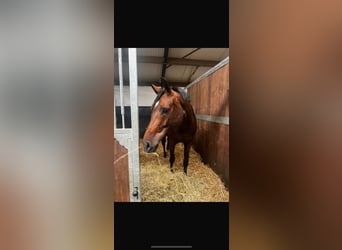 Zangersheide, Klacz, 6 lat, 167 cm, Ciemnogniada