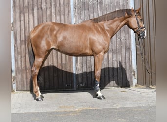 Zangersheide, Klacz, 6 lat, 167 cm, Kasztanowata
