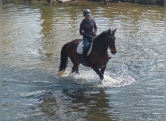 Zangersheide, Klacz, 6 lat, 168 cm, Gniada