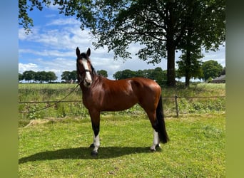 Zangersheide, Klacz, 6 lat, 168 cm, Gniada