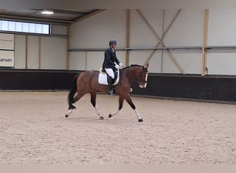 Zangersheide, Klacz, 6 lat, 168 cm, Gniada