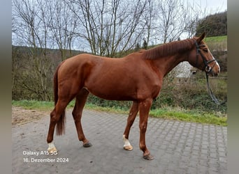 Zangersheide, Klacz, 6 lat, 169 cm, Kasztanowata