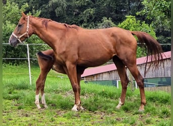 Zangersheide, Klacz, 6 lat, 169 cm, Kasztanowata