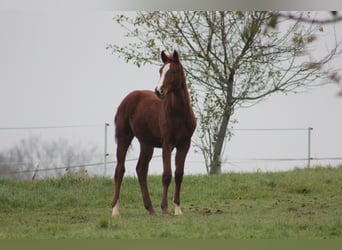 Zangersheide, Klacz, 6 lat, 169 cm, Kasztanowata