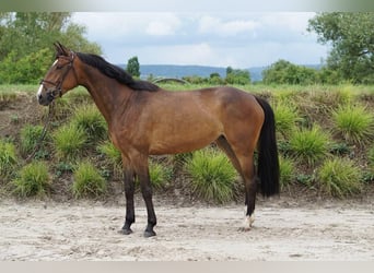 Zangersheide, Klacz, 6 lat, 170 cm, Gniada