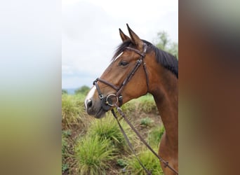 Zangersheide, Klacz, 6 lat, 170 cm, Gniada