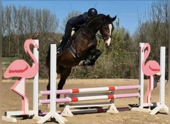 Zangersheide, Klacz, 6 lat, 170 cm, Gniada