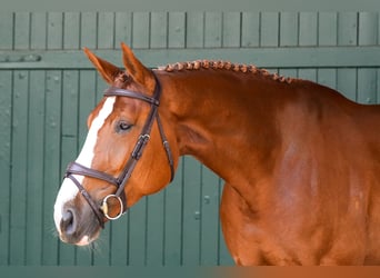 Zangersheide, Klacz, 6 lat, 171 cm, Kasztanowata