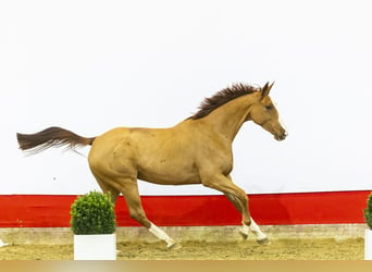 Zangersheide, Klacz, 6 lat, 171 cm, Kasztanowata