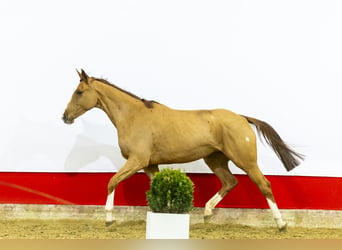 Zangersheide, Klacz, 6 lat, 171 cm, Kasztanowata