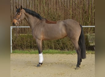 Zangersheide, Klacz, 7 lat, 162 cm, Gniada