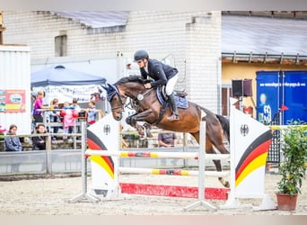 Zangersheide, Klacz, 7 lat, 165 cm, Ciemnogniada