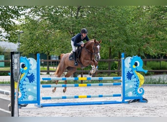 Zangersheide, Klacz, 7 lat, 165 cm, Kasztanowata