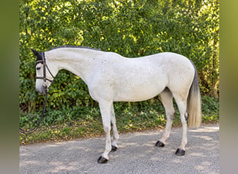 Zangersheide, Klacz, 7 lat, 165 cm, Siwa