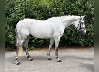 Zangersheide, Klacz, 7 lat, 166 cm, Siwa jabłkowita