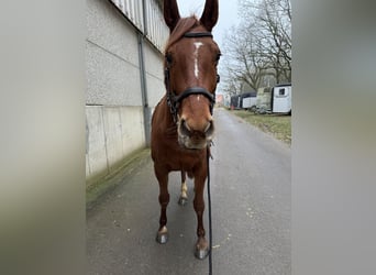 Zangersheide, Klacz, 7 lat, 167 cm, Kasztanowata