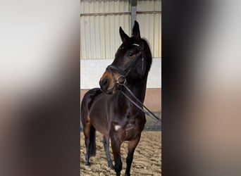 Zangersheide, Klacz, 7 lat, 167 cm, Skarogniada