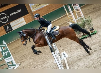 Zangersheide, Klacz, 7 lat, 168 cm, Gniada