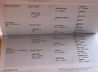 Zangersheide, Klacz, 7 lat, 168 cm, Siwa jabłkowita