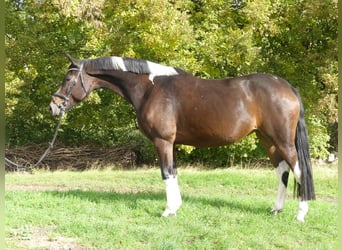 Zangersheide, Klacz, 7 lat, 168 cm, Srokata