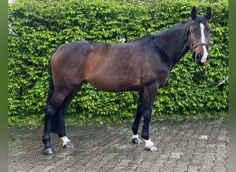 Zangersheide, Klacz, 7 lat, 169 cm, Ciemnogniada