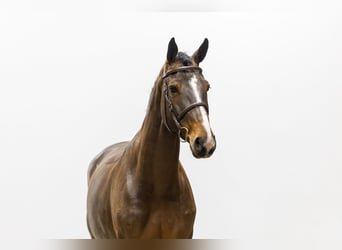 Zangersheide, Klacz, 7 lat, 170 cm, Gniada