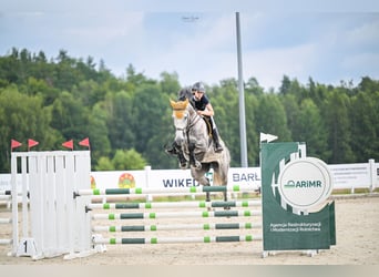 Zangersheide, Klacz, 7 lat, 174 cm, Siwa