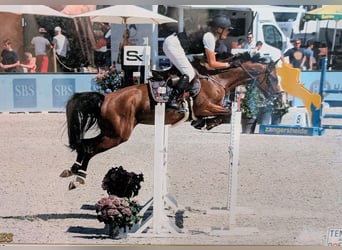 Zangersheide, Klacz, 8 lat, 164 cm, Jasnogniada