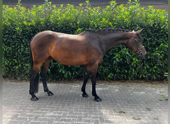Zangersheide, Klacz, 8 lat, 167 cm, Gniada