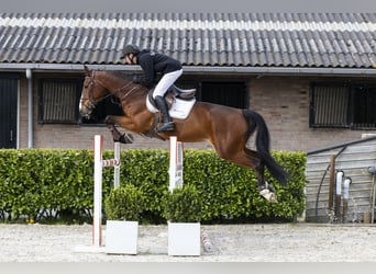 Zangersheide, Klacz, 8 lat, 167 cm