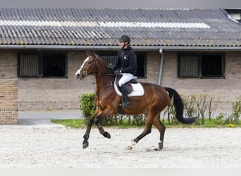 Zangersheide, Klacz, 8 lat, 167 cm