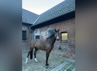 Zangersheide, Klacz, 8 lat, 170 cm, Gniada